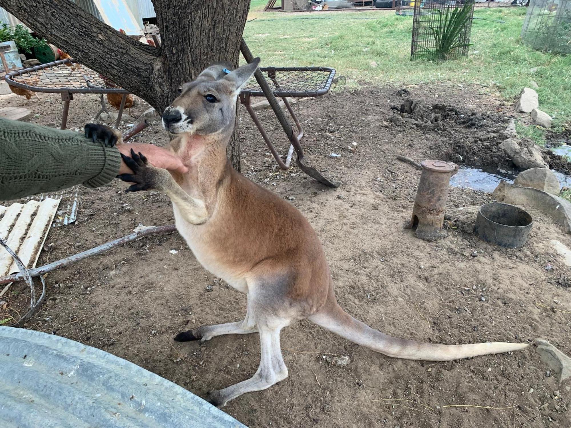 Corella Creek Country Farm Stay ネリア エクステリア 写真